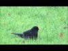 Blackbird bathing ‘in’ our lawn…