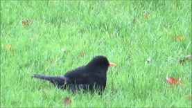 Blackbird bathing ‘in’ our lawn…