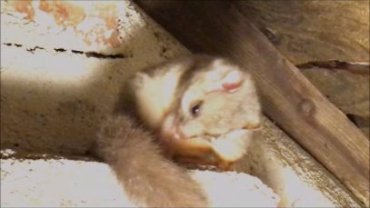 Dormice In The Attic – ‘The Documentary’ Summer 2016 – Interruption Of Regular Programming