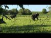 Frolicking Bovines (non gaming content)