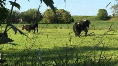 Frolicking Bovines (non gaming content)