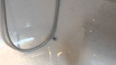 Meet Fred
