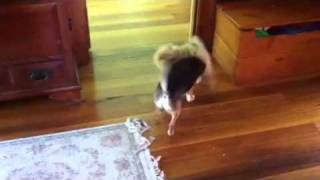 Waffles vs Gracie