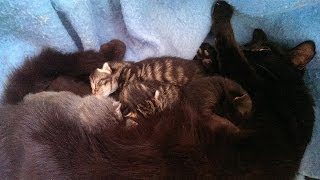 Kittens!