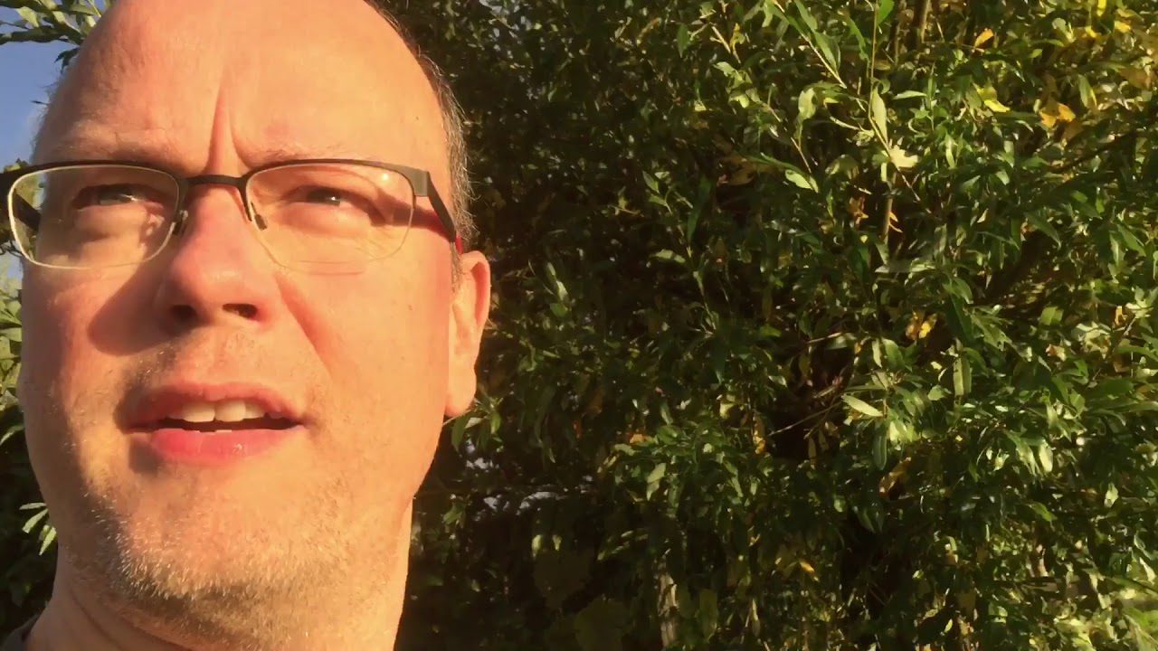 Backyard, October 1st, 2017 – Morning Bliss